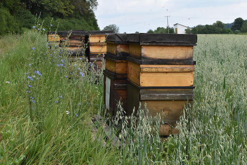 LET IT BEE - Blumen für die Bienen - Blütezeit